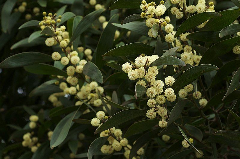 File:Acacia melanoxylon.jpg