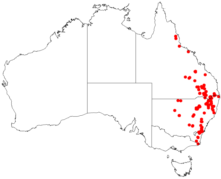 File:Actinotus gibbonsiiDistMap3.png