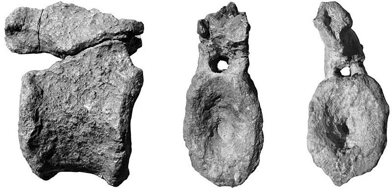 File:Alierasaurus caudal vertebra.jpg