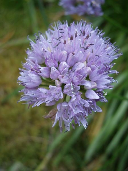 File:Allium lusitanicum close-up.jpg