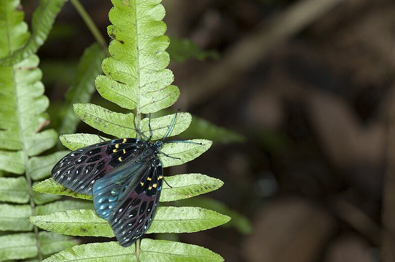 File:Amesia sanguiflua (25445749073).jpg