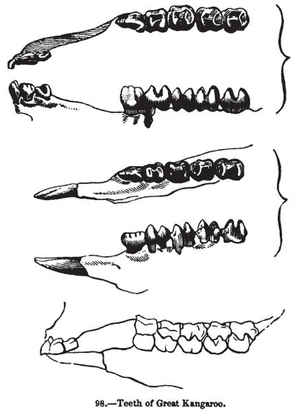 File:Animaldentition macropusgiganteus.png