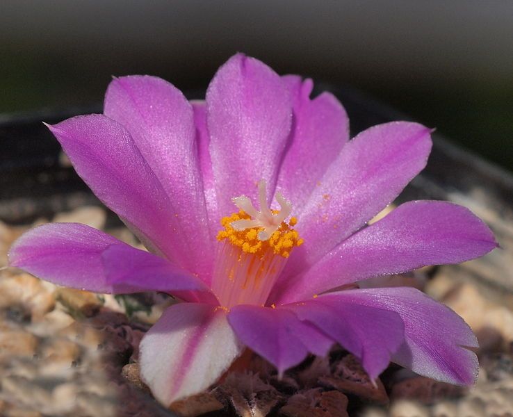 File:Ariocarpus kotschoubeyanus (6213155647).jpg