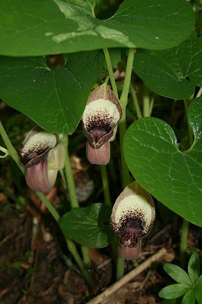 File:Aristolochia pontica 2.jpg