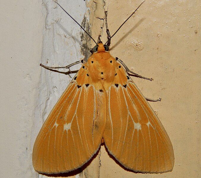 File:Asota sericea.jpg