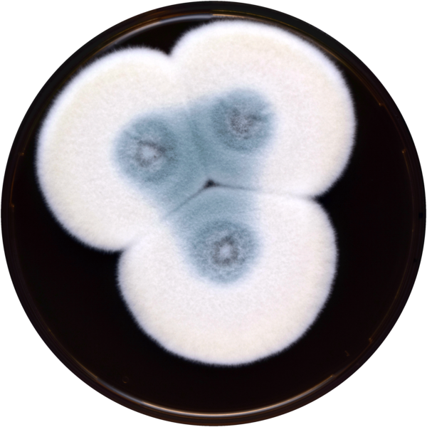 File:Aspergillus pseudoviridinutans meaox.png