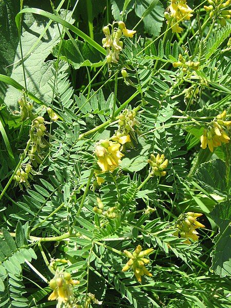 File:Astragalus penduliflorus001.jpg