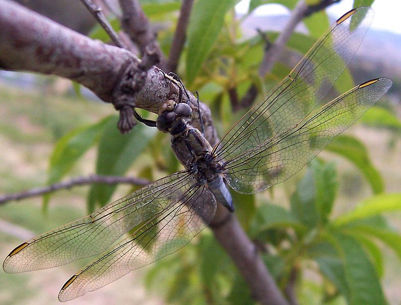 File:Aust blue dragonfly08.jpg