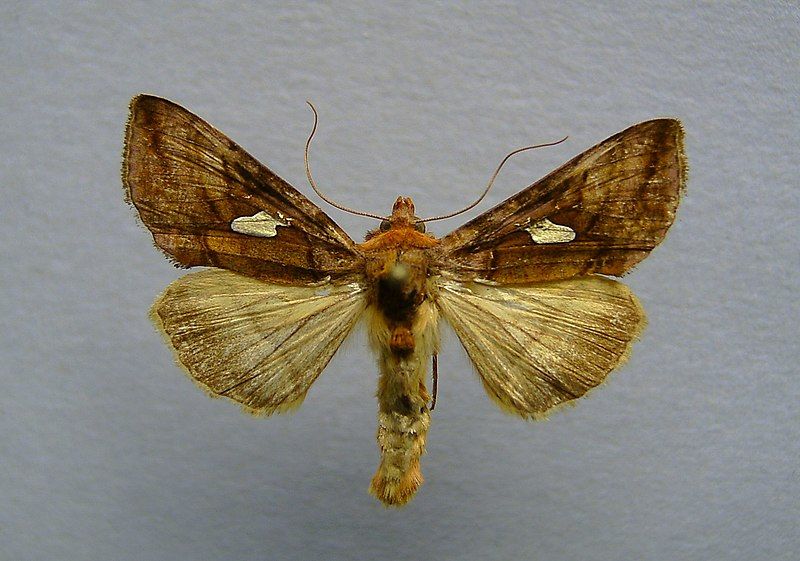 File:Autographa excelsa 01.jpg