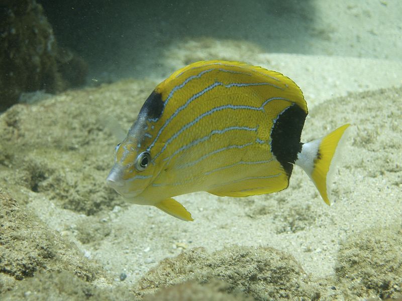 File:Bluestripe Butterflyfish.jpg