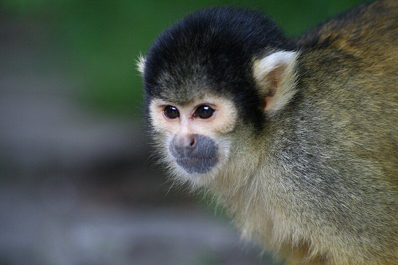 File:Bolivian-squirrel-monkey.jpg