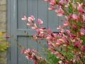 Broom flowers in my garden