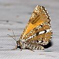 Underwings of adult female from Dresden (Germany)