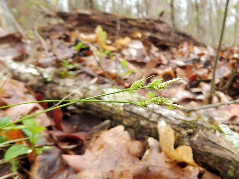 File:Carex albicans.jpg