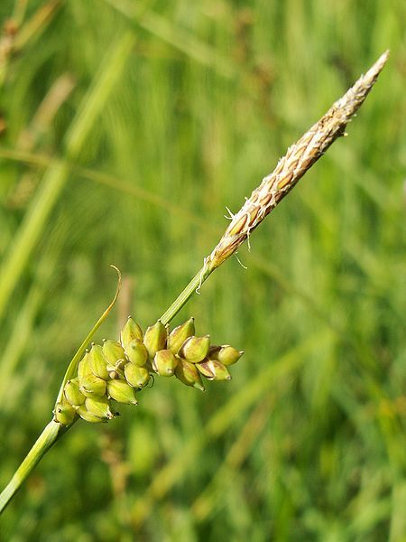 File:Carex panicea kz.jpg