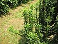 Cephalotaxus harringtonia 'Fastigiata' chaotic side-shoot