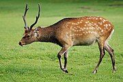 Brown cervid with white spots