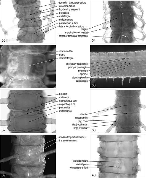 File:Chilopoda anatomy 33–40..jpg