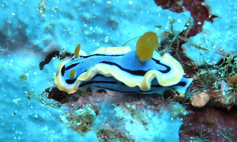 File:Chromodoris annae.JPG