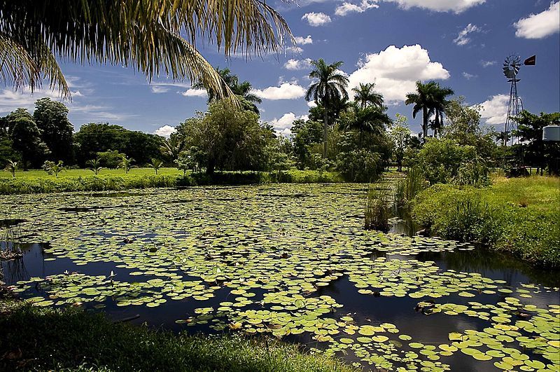 File:Ciénaga de Zapata.jpg