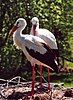 Ciconia ciconia storks