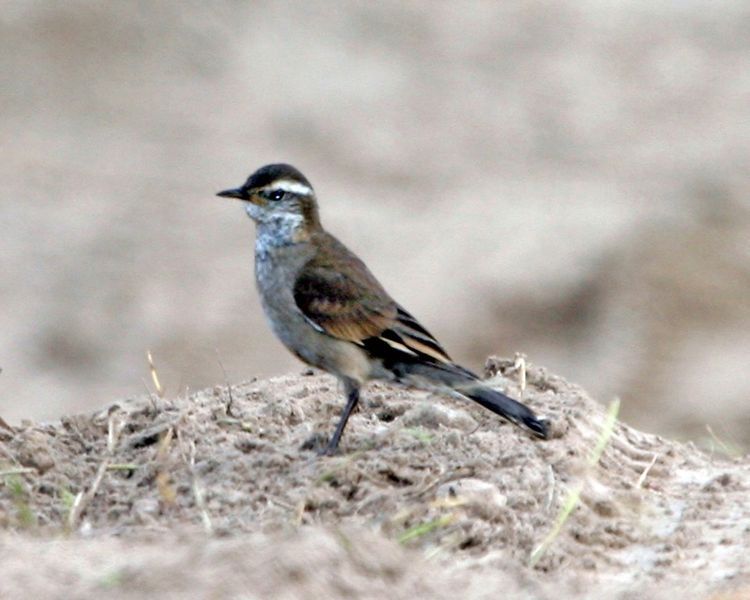 File:Cinclodes fuscus Argentina.jpg