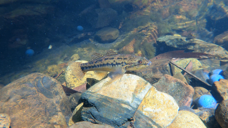 File:Coxs Gudgeon.png