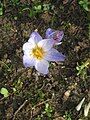 Crocus cancellatus close-up