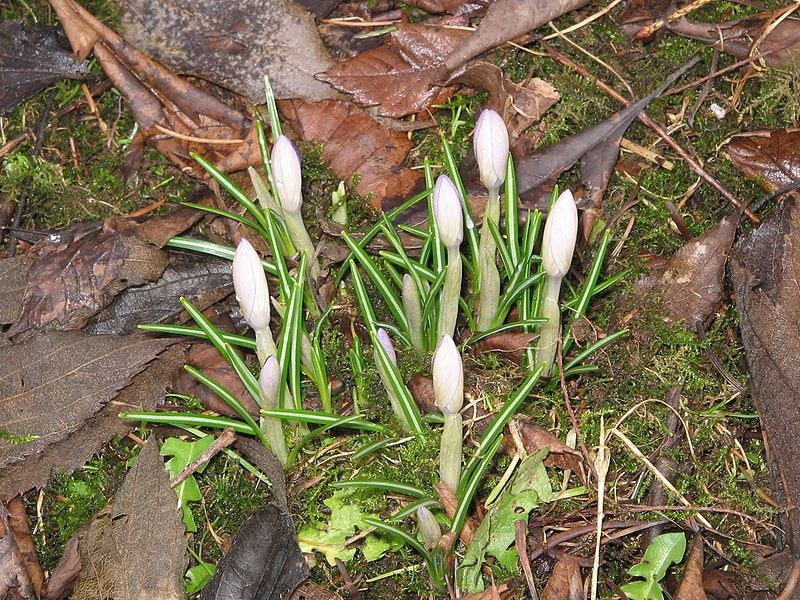 File:Crocus vernusRHu.jpg