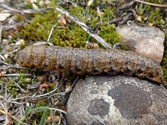 Caterpillar