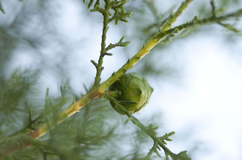 File:Cupressus atlantica 8.JPG