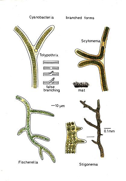 File:Cyanobacteriabranchedforms026.jpg