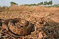 Daboia siamensis in its habitat, in Thailand