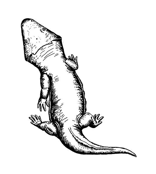 File:Deltasaurus kimberleyensis.jpg