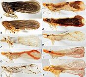 Diversity of shapes and colors of 10 derbids shown in side view