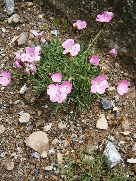 File:Dianthus scardicus 001.JPG