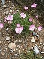 Dianthus scardicus