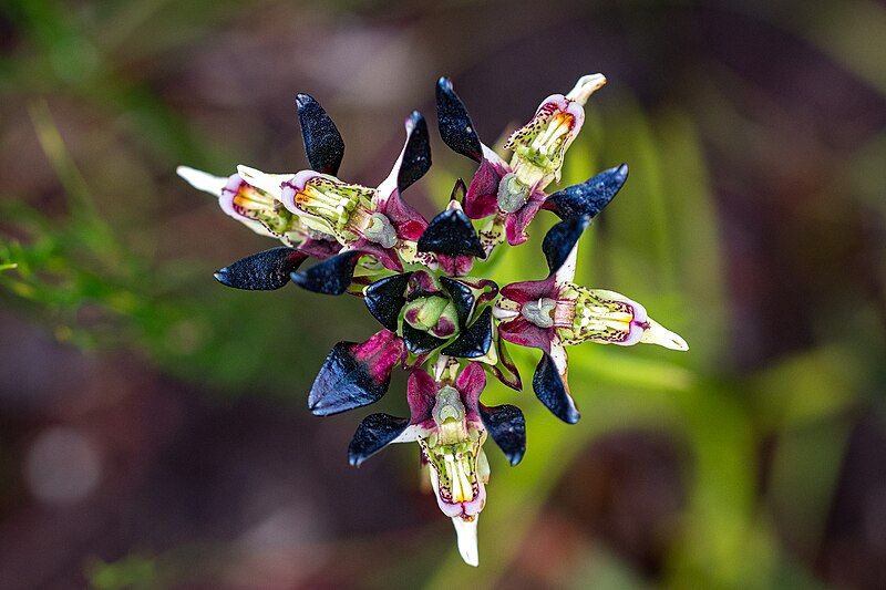 File:Disa atricapilla 338555196.jpg