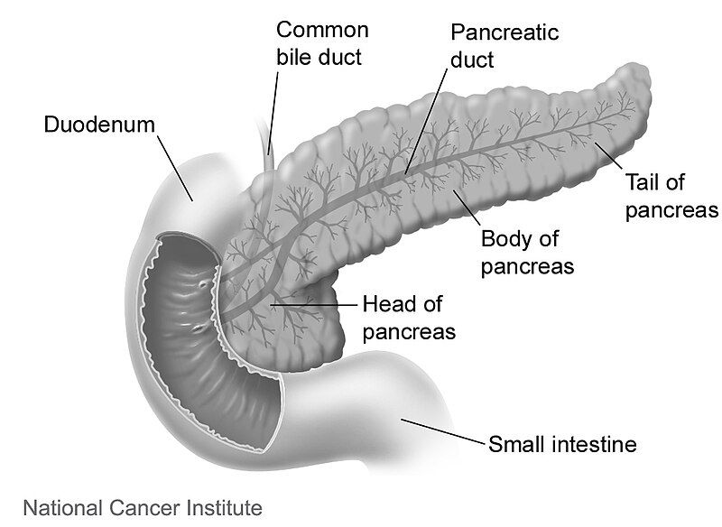 File:Duodenumandpancreas.jpg