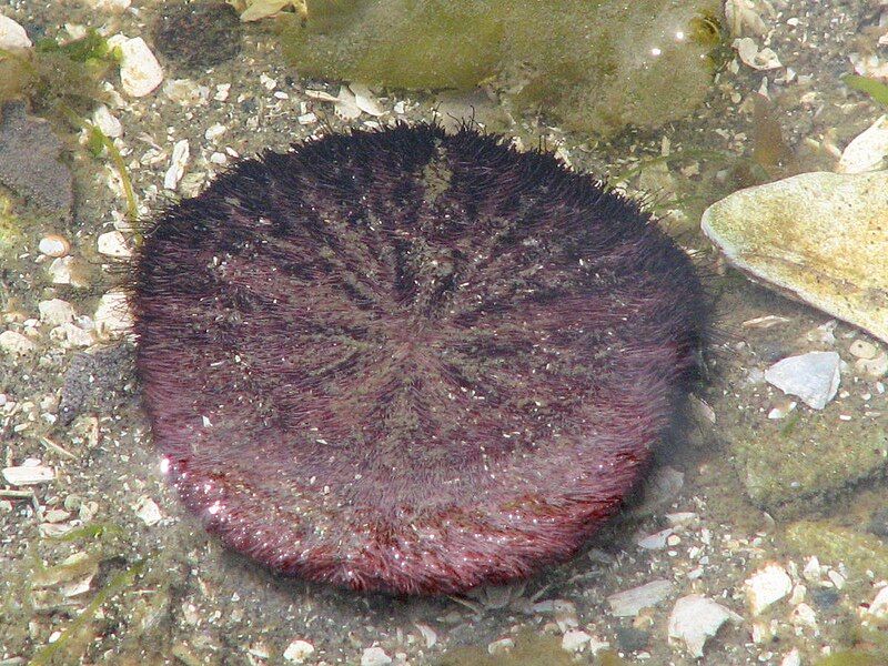 File:Eccentric sand dollar.jpg