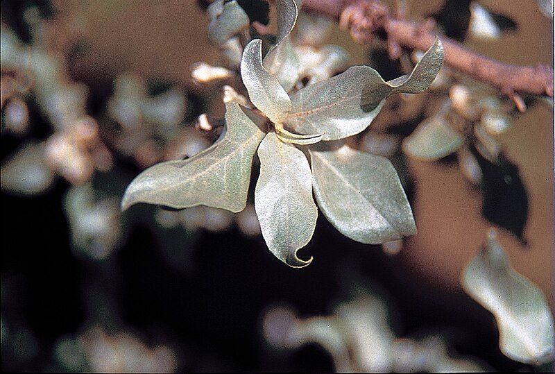 File:Elaeagnus commutata USDA1.jpg