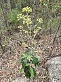 Flower panicles of Endiandra sieberi at Crows Nest National Park, Queensland