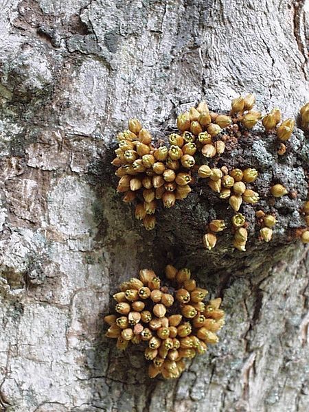 File:Englerophytum magalismontanum02.jpg