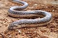 Eryx type species; the javelin sand boa (E. jaculus)