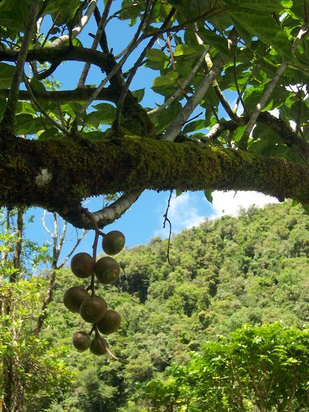 File:Ficus mauritiana.JPG