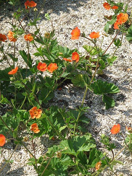 File:Geum coccineum01.jpg