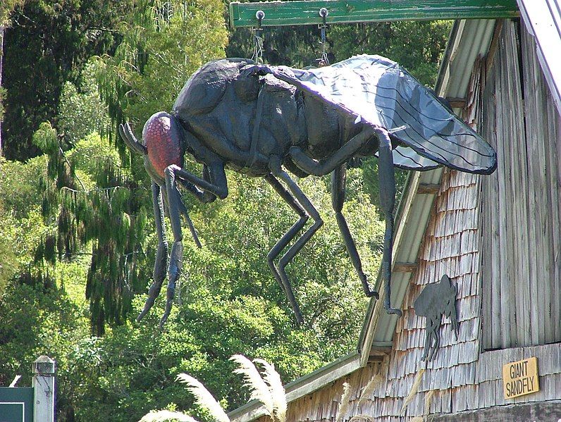 File:Giant sandfly, Pukekura.jpg