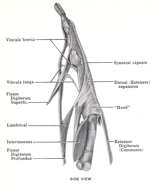 File:Grant 1962 88s.png