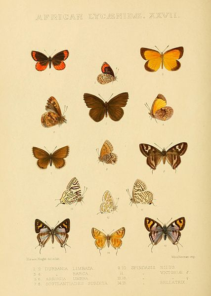 File:GroseSmithKirby1901RhopExotPlateL27.jpg