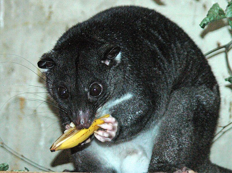 File:Ground Cuscus cotswoldwildlifepark.jpg